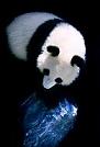 Hou Yimin 